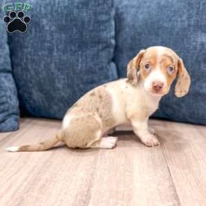 Rusty, Dachshund Puppy