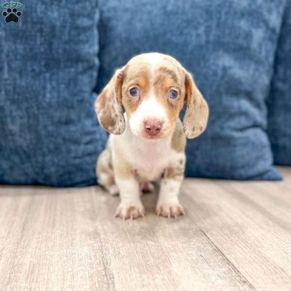 Rusty, Dachshund Puppy