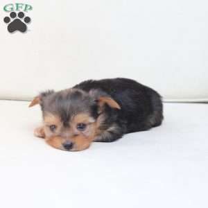 Winnie, Yorkie Puppy