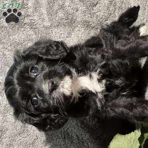 Pippa, Cavapoo Puppy