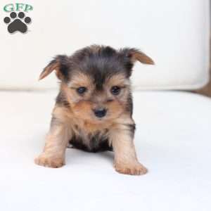 Winnie, Yorkie Puppy