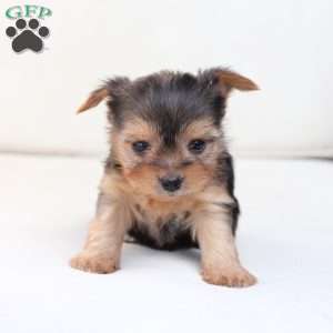 Winnie, Yorkie Puppy