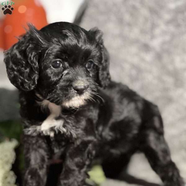 Pippa, Cavapoo Puppy