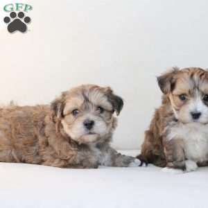 Shadow, Yorkie-Chon Puppy