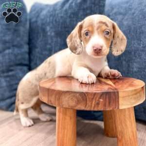 Rusty, Dachshund Puppy