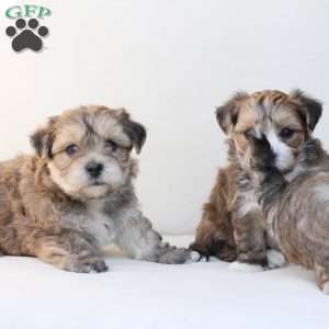 Shadow, Yorkie-Chon Puppy