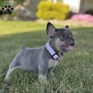 Kova, French Bulldog Puppy