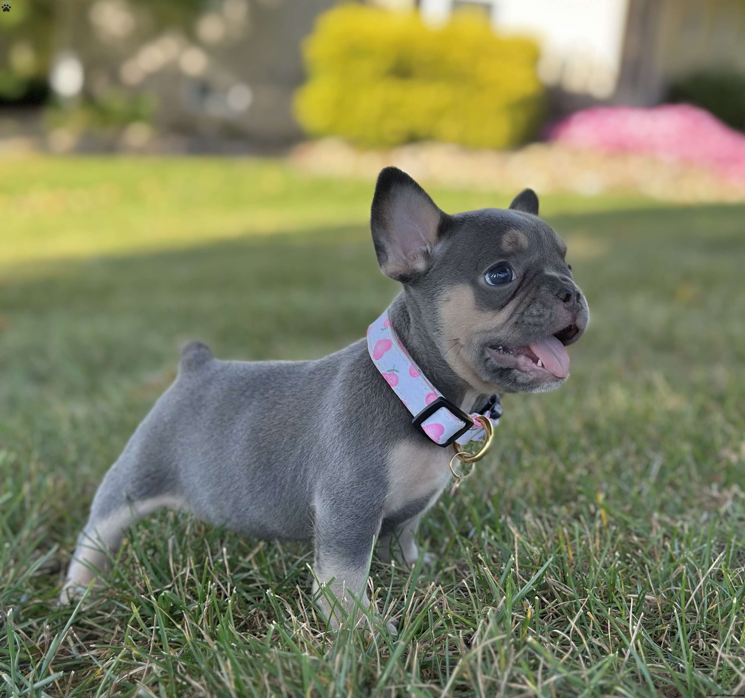 Kova - French Bulldog Puppy For Sale in Ohio