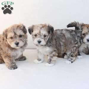 Rocky, Yorkie-Chon Puppy