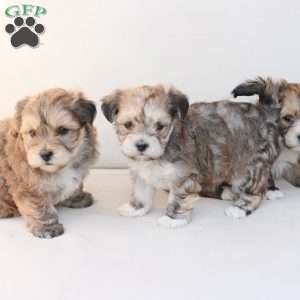 Wishes, Yorkie-Chon Puppy