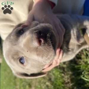 Lucy, Silver Labrador Retriever Puppy