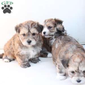Shadow, Yorkie-Chon Puppy