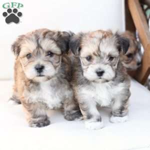 Wishes, Yorkie-Chon Puppy