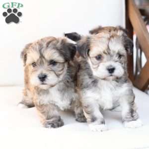 Rocky, Yorkie-Chon Puppy