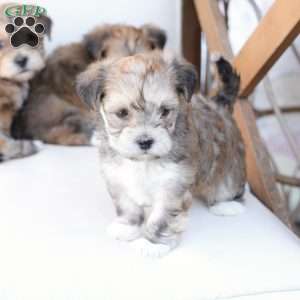Wishes, Yorkie-Chon Puppy