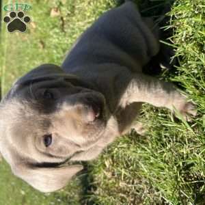 Lucy, Silver Labrador Retriever Puppy