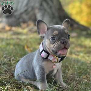 Kova, French Bulldog Puppy