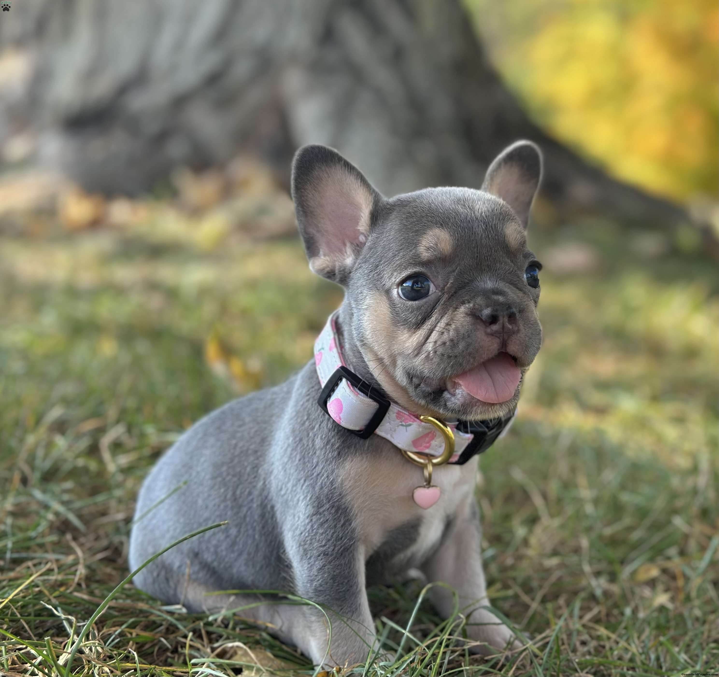 Kova - French Bulldog Puppy For Sale in Ohio