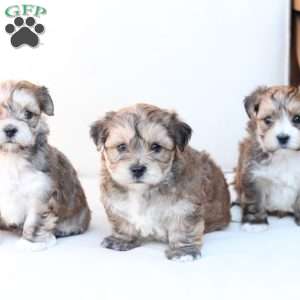Rocky, Yorkie-Chon Puppy
