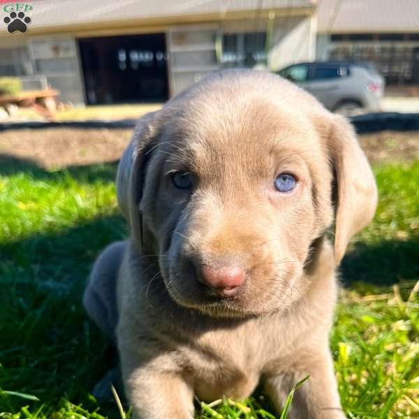 Lucy, Silver Labrador Retriever Puppy