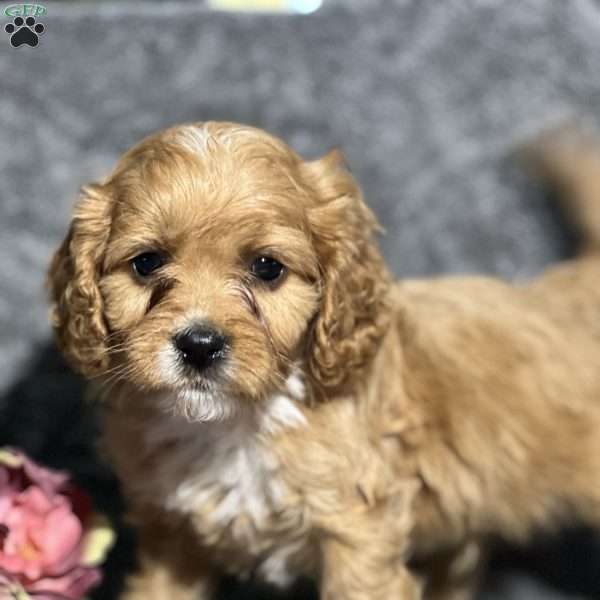 Pooh, Cavapoo Puppy