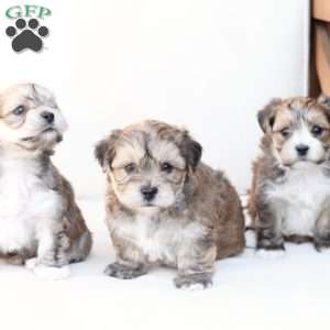 Wishes, Yorkie-Chon Puppy