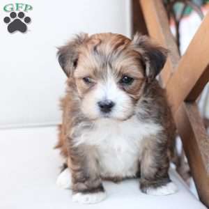 Rocky, Yorkie-Chon Puppy
