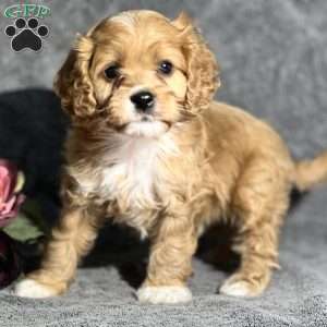 Pooh, Cavapoo Puppy