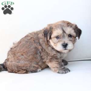 Shadow, Yorkie-Chon Puppy