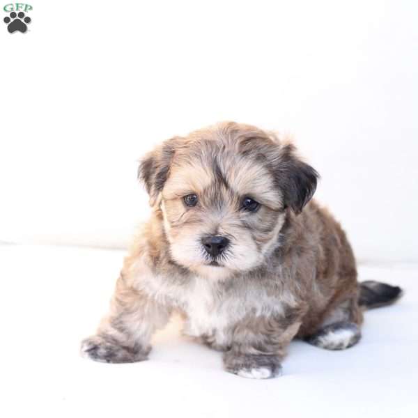 Shadow, Yorkie-Chon Puppy