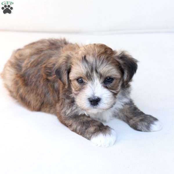 Rocky, Yorkie-Chon Puppy