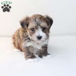 Rocky, Yorkie-Chon Puppy