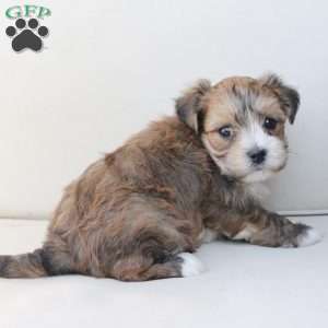Rocky, Yorkie-Chon Puppy