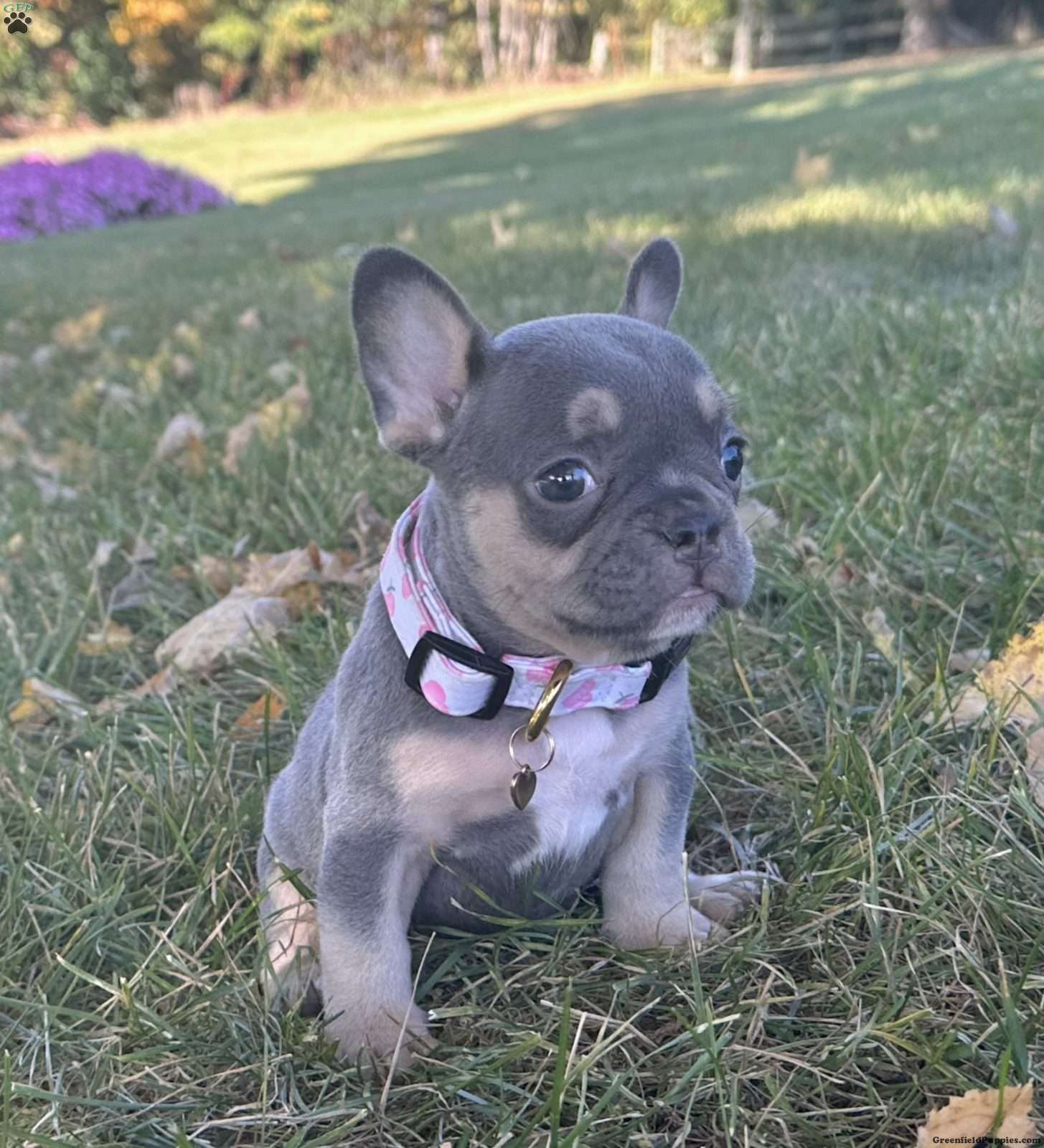 Kova - French Bulldog Puppy For Sale in Ohio