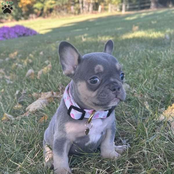 Kova, French Bulldog Puppy