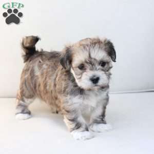 Wishes, Yorkie-Chon Puppy
