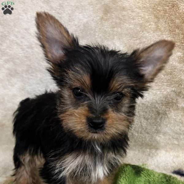 Sassy, Yorkie Puppy