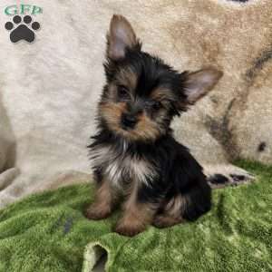 Sassy, Yorkie Puppy