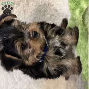 Sully, Yorkie Puppy