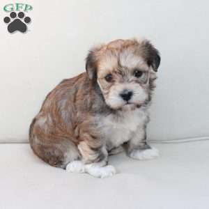 Wishes, Yorkie-Chon Puppy