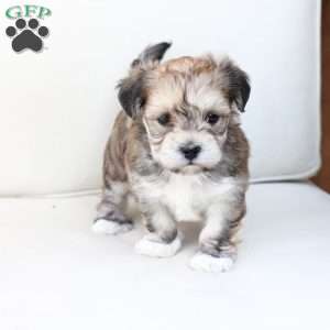Wishes, Yorkie-Chon Puppy