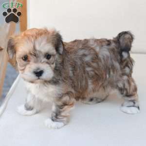 Wishes, Yorkie-Chon Puppy