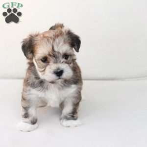 Wishes, Yorkie-Chon Puppy