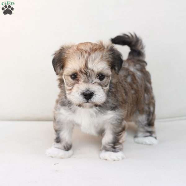 Wishes, Yorkie-Chon Puppy