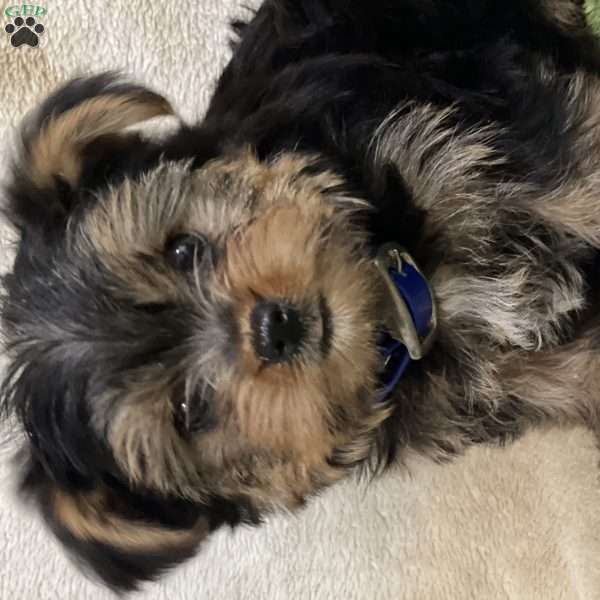 Sully, Yorkie Puppy