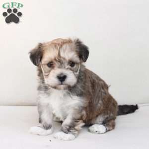 Wishes, Yorkie-Chon Puppy