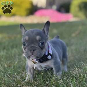 Kova, French Bulldog Puppy