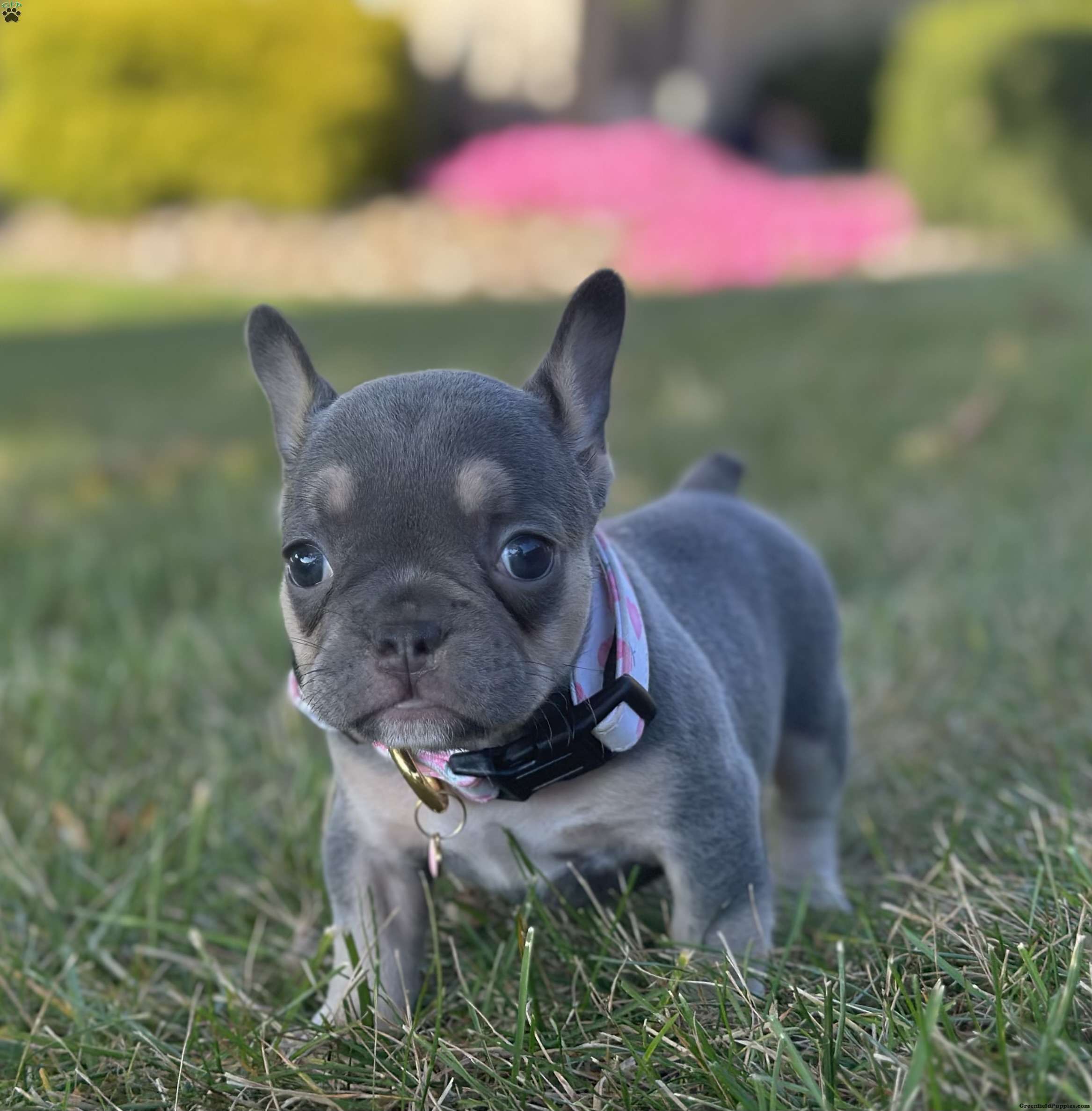 Kova - French Bulldog Puppy For Sale in Ohio