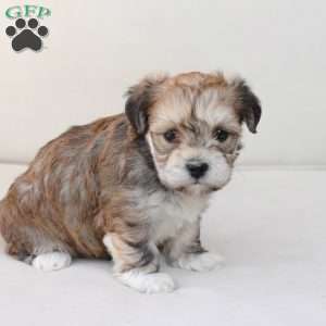 Wishes, Yorkie-Chon Puppy
