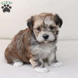 Wishes, Yorkie-Chon Puppy